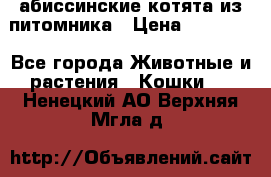 абиссинские котята из питомника › Цена ­ 15 000 - Все города Животные и растения » Кошки   . Ненецкий АО,Верхняя Мгла д.